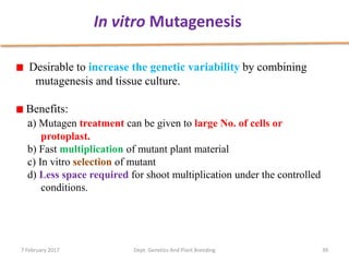 39
Desirable to increase the genetic variability by combining
mutagenesis and tissue culture.
Benefits:
a) Mutagen treatment can be given to large No. of cells or
protoplast.
b) Fast multiplication of mutant plant material
c) In vitro selection of mutant
d) Less space required for shoot multiplication under the controlled
conditions.
In vitro Mutagenesis
7 February 2017 Dept. Genetics And Plant Breeding
 