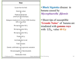 42
• Black Sigatoka disease in
banana caused by
Mycosphaerella fijiensis
• Shoot tips of susceptible
‘Grande Naine’ of banana are
irradiated with gamma rays
with LD50 value 40 Gy
7 February 2017 Dept. Genetics And Plant Breeding
 