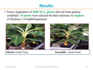 43
Results
• From a population of 4000 M1V4 plants derived from gamma
irradiated 15 plants were selected for their tolerance to Juglone
(5-Hydroxy-1,4-naphthoquinone)
Tolerant Grande Naine Susceptible Grande Naine
7 February 2017 Dept. Genetics And Plant Breeding
 