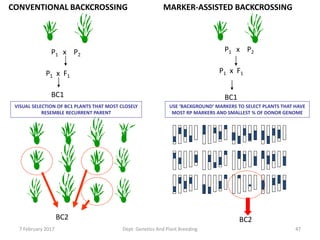 P1 x F1
P1 x P2
CONVENTIONAL BACKCROSSING
BC1
VISUAL SELECTION OF BC1 PLANTS THAT MOST CLOSELY
RESEMBLE RECURRENT PARENT
BC2
MARKER-ASSISTED BACKCROSSING
P1 x F1
P1 x P2
BC1
USE ‘BACKGROUND’ MARKERS TO SELECT PLANTS THAT HAVE
MOST RP MARKERS AND SMALLEST % OF DONOR GENOME
BC2
477 February 2017 Dept. Genetics And Plant Breeding
 