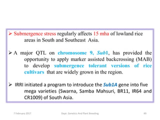  Submergence stress regularly affects 15 mha of lowland rice
areas in South and Southeast Asia.
 A major QTL on chromosome 9, Sub1, has provided the
opportunity to apply marker assisted backcrossing (MAB)
to develop submergence tolerant versions of rice
cultivars that are widely grown in the region.
 IRRI initiated a program to introduce the Sub1A gene into five
mega varieties (Swarna, Samba Mahsuri, BR11, IR64 and
CR1009) of South Asia.
497 February 2017 Dept. Genetics And Plant Breeding
 