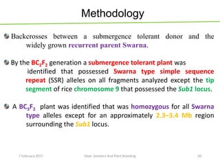 Backcrosses between a submergence tolerant donor and the
widely grown recurrent parent Swarna.
By the BC2F2 generation a submergence tolerant plant was
identified that possessed Swarna type simple sequence
repeat (SSR) alleles on all fragments analyzed except the tip
segment of rice chromosome 9 that possessed the Sub1 locus.
A BC3F2 plant was identified that was homozygous for all Swarna
type alleles except for an approximately 2.3–3.4 Mb region
surrounding the Sub1 locus.
50
Methodology
7 February 2017 Dept. Genetics And Plant Breeding
 
