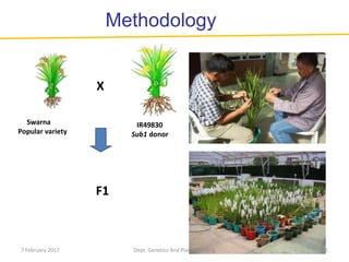 Methodology
Swarna
Popular variety
X
IR49830
Sub1 donor
F1
517 February 2017 Dept. Genetics And Plant Breeding
 