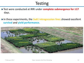 54
Test were conducted at IRRI under complete submergence for ≥17
days.
In these experiments, the Sub1 introgression lines showed excellent
survival and yield performance.
Testing
7 February 2017 Dept. Genetics And Plant Breeding
 