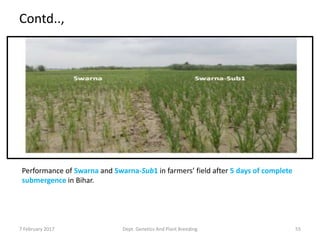 Performance of Swarna and Swarna-Sub1 in farmers’ field after 5 days of complete
submergence in Bihar.
55
Contd..,
7 February 2017 Dept. Genetics And Plant Breeding
 