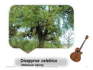 Diospyros celebica
(Makassar ebony)7 February 2017 6Dept. Genetics And Plant Breeding
 