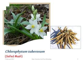 Chlorophytumtuberosum
(Safed Musli)
7 February 2017 7Dept. Genetics And Plant Breeding
 