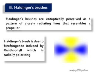 Haidinger’s brushes are entoptically perceived as a
pattern of closely radiating lines that resembles a
propeller
Haidinger’s brush is due to
birefringence induced by
Xanthophyll which is
radially polarizing.
iii. Haidinger’s brushes
manojaryal85@gmail.com
 