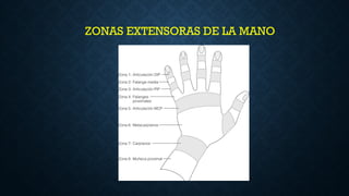 anatomia mano cirugia.presentacion powerpoint | PPTX