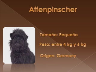 Affenpinscher Tamaño: Pequeño Peso: entre 4 kg y 6 kg Origen: Germany 