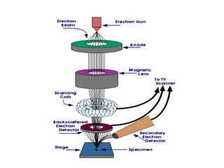 Scanning Electron Microscope (SEM) | PPT