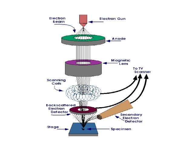 Scanning Electron Microscope (SEM)