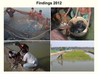 Rice-fish integration for high saline areas of the coastal zone of Bangladesh: learning from CPWF