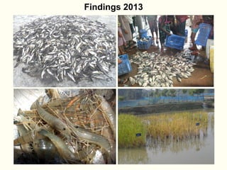 Rice-fish integration for high saline areas of the coastal zone of Bangladesh: learning from CPWF