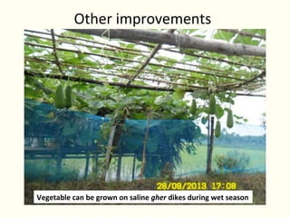 Rice-fish integration for high saline areas of the coastal zone of Bangladesh: learning from CPWF