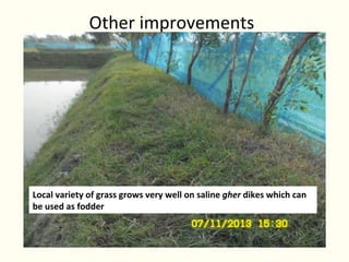 Rice-fish integration for high saline areas of the coastal zone of Bangladesh: learning from CPWF