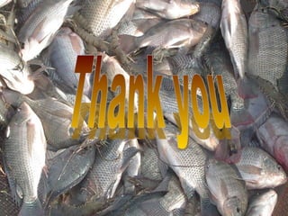 Rice-fish integration for high saline areas of the coastal zone of Bangladesh: learning from CPWF