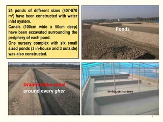 Rice-fish integration for high saline areas of the coastal zone of Bangladesh: learning from CPWF