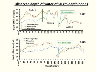 Rice-fish integration for high saline areas of the coastal zone of Bangladesh: learning from CPWF
