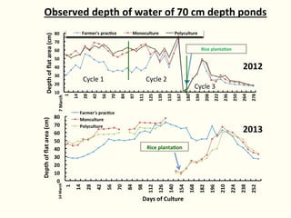 Rice-fish integration for high saline areas of the coastal zone of Bangladesh: learning from CPWF