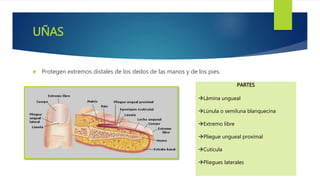 UÑAS
 Protegen extremos distales de los dedos de las manos y de los pies.
PARTES
Lámina ungueal
Lúnula o semiluna blanquecina
Extremo libre
Pliegue ungueal proximal
Cutícula
Pliegues laterales
 