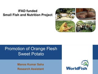 IFAD funded
Small Fish and Nutrition Project
Manos Kumar Saha
Research Assistant
Promotion of Orange Flesh
Sweet Potato
 