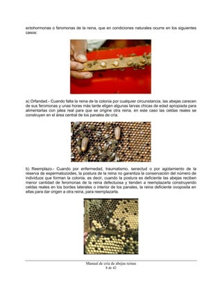 Manual de cría de abejas reinas
8 de 42
ectohormonas o feromonas de la reina, que en condiciones naturales ocurre en los siguientes
casos:
a) Orfandad.- Cuando falta la reina de la colonia por cualquier circunstancia, las abejas carecen
de sus feromonas y unas horas más tarde eligen algunas larvas chicas de edad apropiada para
alimentarlas con jalea real para que se origine otra reina, en este caso las celdas reales se
construyen en el área central de los panales de cría.
b) Reemplazo.- Cuando por enfermedad, traumatismo, senectud o por agotamiento de la
reserva de espermatozoides, la postura de la reina no garantiza la conservación del número de
individuos que forman la colonia, es decir, cuando la postura es deficiente las abejas reciben
menor cantidad de feromonas de la reina defectuosa y tienden a reemplazarla construyendo
celdas reales en los bordes laterales o interior de los panales, la reina deficiente ovoposita en
ellas para dar origen a otra reina, para reemplazarla.
 