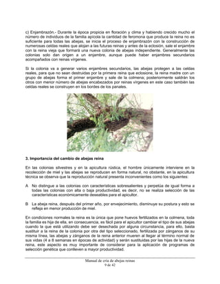 Manual de cría de abejas reinas
9 de 42
c) Enjambrazón.- Durante la época propicia en floración y clima y habiendo crecido mucho el
número de individuos de la familia apícola la cantidad de feromona que produce la reina no es
suficiente para todas las abejas, se inicia el proceso de enjambrazón con la construcción de
numerosas celdas reales que alojan a las futuras reinas y antes de la eclosión, sale el enjambre
con la reina vieja que formará una nueva colonia de abejas independiente. Generalmente las
colonias solo dan origen a un enjambre, aunque puede haber enjambres secundarios
acompañados con reinas vírgenes.
Si la colonia va a generar varios enjambres secundarios, las abejas protegen a las celdas
reales, para que no sean destruidas por la primera reina que eclosione, la reina madre con un
grupo de abejas forma el primer enjambre y sale de la colmena; posteriormente saldrán los
otros con menor número de abejas encabezados por reinas vírgenes en este caso también las
celdas reales se construyen en los bordes de los panales.
3. Importancia del cambio de abejas reina
En las colonias silvestres y en la apicultura rústica, el hombre únicamente interviene en la
recolección de miel y las abejas se reproducen en forma natural, no obstante, en la apicultura
técnica se observa que la reproducción natural presenta inconvenientes como los siguientes:
A No distingue a las colonias con características sobresalientes y perpetúa de igual forma a
todas las colonias con alta o baja productividad, es decir, no se realiza selección de las
características económicamente deseables para el apicultor.
B La abeja reina, después del primer año, por envejecimiento, disminuye su postura y esto se
refleja en menor producción de miel.
En condiciones normales la reina es la única que pone huevos fertilizados en la colmena, toda
la familia es hija de ella, en consecuencia, es fácil para el apicultor cambiar el tipo de sus abejas
cuando la que está utilizando debe ser desechada por alguna circunstancia, para ello, basta
sustituir a la reina de la colonia por otra del tipo seleccionado, fertilizada por zánganos de su
misma línea, las abejas y zánganos de la reina anterior mueren al llegar al término normal de
sus vidas (4 a 8 semanas en épocas de actividad) y serán sustituidas por las hijas de la nueva
reina, este aspecto es muy importante de considerar para la aplicación de programas de
selección genética que conlleven a mayor productividad.
 