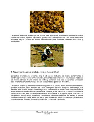 Manual de cría de abejas reinas
11 de 42
Las reinas obtenidas de este pie de cría de libre fertilización mantendrán colonias de abejas
obreras mezcladas, híbridas y europeas, garantizando como mínimo un 75% de características
europeas, según Guzmán el mínimo indispensable para mantener, colonias productivas y
manejables
5. Requerimientos para criar abejas reina en forma artificial
De las tres circunstancias (descritas en 2-3, a b c.), que motivan a las obreras a criar reinas, el
hombre aprendió a hacerlo “artificialmente", simulando esas condiciones naturales de modo que
las mismas obreras de una colonia las cuiden y alimenten pero bajo su vigilancia y dirección
para obtenerlas en gran número y con las características genéticas deseables.
Las abejas obreras pueden criar reinas si disponen en la colonia de los elementos necesarios,
que son: Huevos o larvas menores de 3 días y zánganos de edad apropiada en el campo, que
fertilicen a las nuevas reinas, sin embargo en la cría artificial de reinas, debe considerarse que
es necesario dar alimentación suplementaria, tanto de jarabe de azúcar o fructosa 55 como de
sustitutos de polen a las obreras para mantener su fortaleza, si el flujo de néctar o recolección
de polen no es suficiente, también es conveniente considerar la época del año en la que se
pretende realizar la cría de reinas, ya que la jalea real es una secreción glandular de las abejas
obreras jóvenes, después de metabolizar la miel y polen que consumen.
 