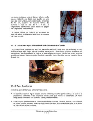 Manual de cría de abejas reinas
15 de 42
Las copas celdas de cera se fijan en la barra porta
copas, mediante una base, que puede ser una
capa de cera fundida, cera estampada, rondanas
de 1.5 cm., cuadros de madera, lámina de
aluminio u hoja de lata de 1 x 1 cm., ó
simplemente corcholatas. Estas bases se pegan
con un poco de cera derretida.
Las copas celdas de plástico no requieren de
base, se pegan directamente a las tiras de madera
con cera fundida.
6.1.1.3. Cucharilla o aguja de translarve o de transferencia de larvas
Los comercios de implementos apícolas, expenden varios tipos de ellas, sin embargo, es muy
fácil hacerlas a partir de un rayo de bicicleta, esmerilando y limando un extremo, otra forma, es
mediante un alambre delgado al cual se le aplana la punta con un martillo, se lima y se dobla
también se pueden elaborar agujas de otros materiales como aluminio, bronce, madera, pluma
de ave, etc.
6.1.1.4. Tipos de colmenas
Iniciadora, también llamada colmena Incubadora.
A Se constituye con un Kg de abejas, en una colmena pequeña (porta núcleo) a la cual se le
proporciona alimento y las pequeñas larvas para que inicien su desarrollo, 24 horas
después se cambian a una colmena fuerte para terminarlas.
B Finalizadora, generalmente es una colmena fuerte con dos cámaras de cría y un excluidor
de reinas que las separan, en el de abajo tiene una reina de buena calidad y en el de arriba
se colocan las larvas iniciadas.
 