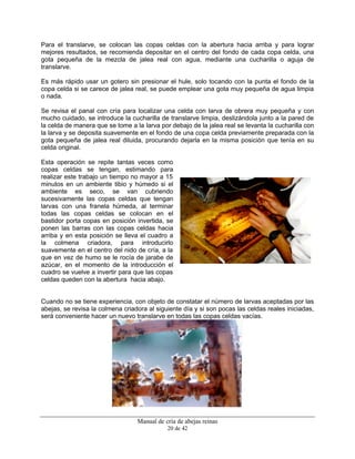 Manual de cría de abejas reinas
20 de 42
Para el translarve, se colocan las copas celdas con la abertura hacia arriba y para lograr
mejores resultados, se recomienda depositar en el centro del fondo de cada copa celda, una
gota pequeña de la mezcla de jalea real con agua, mediante una cucharilla o aguja de
translarve.
Es más rápido usar un gotero sin presionar el hule, solo tocando con la punta el fondo de la
copa celda si se carece de jalea real, se puede emplear una gota muy pequeña de agua limpia
o nada.
Se revisa el panal con cría para localizar una celda con larva de obrera muy pequeña y con
mucho cuidado, se introduce la cucharilla de translarve limpia, deslizándola junto a la pared de
la celda de manera que se tome a la larva por debajo de la jalea real se levanta la cucharilla con
la larva y se deposita suavemente en el fondo de una copa celda previamente preparada con la
gota pequeña de jalea real diluida, procurando dejarla en la misma posición que tenía en su
celda original.
Esta operación se repite tantas veces como
copas celdas se tengan, estimando para
realizar este trabajo un tiempo no mayor a 15
minutos en un ambiente tibio y húmedo si el
ambiente es seco, se van cubriendo
sucesivamente las copas celdas que tengan
larvas con una franela húmeda, al terminar
todas las copas celdas se colocan en el
bastidor porta copas en posición invertida, se
ponen las barras con las copas celdas hacia
arriba y en esta posición se lleva el cuadro a
la colmena criadora, para introducirlo
suavemente en el centro del nido de cría, a la
que en vez de humo se le rocía de jarabe de
azúcar, en el momento de la introducción el
cuadro se vuelve a invertir para que las copas
celdas queden con la abertura hacia abajo.
Cuando no se tiene experiencia, con objeto de constatar el número de larvas aceptadas por las
abejas, se revisa la colmena criadora al siguiente día y si son pocas las celdas reales iniciadas,
será conveniente hacer un nuevo translarve en todas las copas celdas vacías.
 