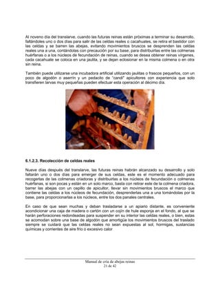 Manual de cría de abejas reinas
21 de 42
Al noveno día del translarve, cuando las futuras reinas están próximas a terminar su desarrollo,
faltándoles uno o dos días para salir de las celdas reales o cacahuates, se retira el bastidor con
las celdas y se barren las abejas, evitando movimientos bruscos se desprenden las celdas
reales una a una, contándolas con precaución por su base, para distribuirlas entre las colmenas
huérfanas o a los núcleos de fecundación de reinas, cuando se desea obtener reinas vírgenes,
cada cacahuate se coloca en una jaulita, y se dejan eclosionar en la misma colmena o en otra
sin reina.
También puede utilizarse una incubadora artificial utilizando jaulitas o frascos pequeños, con un
poco de algodón o aserrín y un pedacito de “candi" apicultores con experiencia que solo
transfieren larvas muy pequeñas pueden efectuar esta operación al décimo día.
6.1.2.3. Recolección de celdas reales
Nueve días después del translarve, las futuras reinas habrán alcanzado su desarrollo y solo
faltarán uno o dos días para emerger de sus celdas, este es el momento adecuado para
recogerlas de las colmenas criadoras y distribuirlas a los núcleos de fecundación o colmenas
huérfanas, si son pocas y están en un solo marco, basta con retirar este de la colmena criadora,
barrer las abejas con un cepillo de apicultor, llevar sin movimientos bruscos el marco que
contiene las celdas a los núcleos de fecundación, desprenderlas una a una tomándolas por la
base, para proporcionarlas a los núcleos, entre los dos panales centrales.
En caso de que sean muchas y deban trasladarse a un apiario distante, es conveniente
acondicionar una caja de madera o cartón con un cojín de hule esponja en el fondo, al que se
harán perforaciones redondeadas para suspender en su interior las celdas reales, o bien, estas
se acomodan sobre una base de algodón que amortigüe los movimientos bruscos del traslado
siempre se cuidará que las celdas reales no sean expuestas al sol, hormigas, sustancias
químicas y corrientes de aire frío o excesivo calor
 
