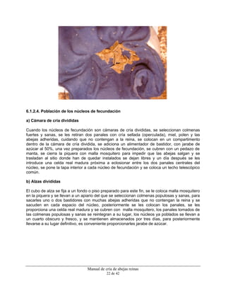 Manual de cría de abejas reinas
22 de 42
6.1.2.4. Población de los núcleos de fecundación
a) Cámara de cría divididas
Cuando los núcleos de fecundación son cámaras de cría divididas, se seleccionan colmenas
fuertes y sanas, se les retiran dos panales con cría sellada (operculada), miel, polen y las
abejas adheridas, cuidando que no contengan a la reina, se colocan en un compartimento
dentro de la cámara de cría dividida, se adiciona un alimentador de bastidor, con jarabe de
azúcar al 50%, una vez preparados los núcleos de fecundación, se cubren con un pedazo de
manta, se cierra la piquera con malla mosquitero para impedir que las abejas salgan y se
trasladan al sitio donde han de quedar instalados se dejan libres y un día después se les
introduce una celda real madura próxima a eclosionar entre los dos panales centrales del
núcleo, se pone la tapa interior a cada núcleo de fecundación y se coloca un techo telescópico
común.
b) Alzas divididas
El cubo de alza se fija a un fondo o piso preparado para este fin, se le coloca malla mosquitero
en la piquera y se llevan a un apiario del que se seleccionan colmenas populosas y sanas, para
sacarles uno o dos bastidores con muchas abejas adheridas que no contengan la reina y se
sacuden en cada espacio del núcleo, posteriormente se les colocan los panales, se les
proporciona una celda real madura y se cubren con malla mosquitero, los panales tomados de
las colmenas populosas y sanas se reintegran a su lugar, los núcleos ya poblados se llevan a
un cuarto obscuro y fresco, y se mantienen almacenados por tres días, para posteriormente
llevarse a su lugar definitivo, es conveniente proporcionarles jarabe de azúcar.
 