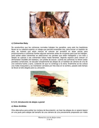 Manual de cría de abejas reinas
23 de 42
c) Colmenitas Baby
Se acostumbra que las colmenas normales trabajen los panalitos, para esto los bastidores
llevan en su cabezal superior un rebaje que permite ensamblar dos, para formar un bastidor de
alza, de manera que estos marcos se colocan así armados en alzas vacías para
proporcionarlos a colmenas fuertes algunas semanas antes de ocuparse para que los trabajen,
para poblar estas colmenitas se seleccionan los panales que estén trabajados y con todo y
abejas se colocan a las colmenitas babys hasta llenarlas, dejando espacio para colocar un
alimentador Doolittle (de bastidor), con jarabe de azúcar, cuando las colmenas no tienen estos
panalitos construidos, se sacuden simplemente las abejas de un bastidor de cámara de cría de
una colmena fuerte y sana, cuidando de que no contenga a la reina; finalmente se les coloca
una malla mosquitero y se mantienen cerrados por tres días en la sombra, pasado este tiempo
se llevan al sitio elegido para su ubicación.
6.1.2.5. Introducción de abejas a granel
a) Alzas divididas
Otra alternativa para poblar los núcleos de fecundación, es traer las abejas de un apiario lejano
en una jaula para abejas del tamaño de una cámara de cría previamente preparada con malla
 