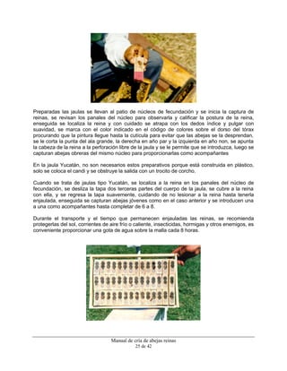 Manual de cría de abejas reinas
25 de 42
Preparadas las jaulas se llevan al patio de núcleos de fecundación y se inicia la captura de
reinas, se revisan los panales del núcleo para observarla y calificar la postura de la reina,
enseguida se localiza la reina y con cuidado se atrapa con los dedos índice y pulgar con
suavidad, se marca con el color indicado en el código de colores sobre el dorso del tórax
procurando que la pintura llegue hasta la cutícula para evitar que las abejas se la desprendan,
se le corta la punta del ala grande, la derecha en año par y la izquierda en año non, se apunta
la cabeza de la reina a la perforación libre de la jaula y se le permite que se introduzca, luego se
capturan abejas obreras del mismo núcleo para proporcionarlas como acompañantes
En la jaula Yucatán, no son necesarios estos preparativos porque está construida en plástico,
solo se coloca el candi y se obstruye la salida con un trocito de corcho.
Cuando se trata de jaulas tipo Yucatán, se localiza a la reina en los panales del núcleo de
fecundación, se desliza la tapa dos terceras partes del cuerpo de la jaula, se cubre a la reina
con ella, y se regresa la tapa suavemente, cuidando de no lesionar a la reina hasta tenerla
enjaulada, enseguida se capturan abejas jóvenes como en el caso anterior y se introducen una
a una como acompañantes hasta completar de 6 a 8.
Durante el transporte y el tiempo que permanecen enjauladas las reinas, se recomienda
protegerlas del sol, corrientes de aire frío o caliente, insecticidas, hormigas y otros enemigos, es
conveniente proporcionar una gota de agua sobre la malla cada 8 horas.
 