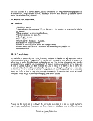 Manual de cría de abejas reinas
27 de 42
al banco al centro de la cámara de cría, es muy importante que ninguna reina tenga posibilidad
de quedar libre, porque si esto sucede, las abejas atienden solo a la libre y todas las demás
reinas son abandonadas y mueren.
6.2. Método Alley modificado
6.2.1. Material
1 Bastidor o cuadro
3 tiras delgadas de madera de 2.5 cm. de ancho 1 cm grueso y el largo igual al interior
del bastidor.
1 lápiz nuevo con un extremo redondeado.
1 Cuchillo o navaja con buen filo.
1 Cepillo para abejas.
Hilo de plástico.
Alimento (jarabe de azúcar o fructosa).
Bastidores con cera estampada.
Núcleos de fecundación de reinas (no indispensable).
Varias colonias de abejas de características deseables para progenitoras.
Colmenas fuertes.
6.2.1.1. Procedimiento
Los apicultores obtendrán una reina de origen europeo fertilizada con zánganos del mismo
origen, para usarla como “progenitora", se mantiene en una colonia sana y fuerte a la que se le
adiciona en el centro del nido de cría un bastidor con una hoja de cera estampada, para que las
abejas construyan un panal y la reina aove en él, cuando tenga principalmente larvas pequeñas
de uno o cuando mucho dos días de edad, se saca el panal de la colmena se le retiran las
abejas adheridas, barriéndolas con el cepillo, sobre una superficie plana y limpia, se coloca este
panal nuevo y con el cuchillo o navaja se cortan tiras de aproximadamente un centímetro y
medio de ancho a todo lo largo del panal procurando que quede solo una hilera de celdas
completas con el mayor número de larvas pequeñas en las celdas.
A cada tira del panal, se le destruyen dos larvas de cada tres, a fin de que exista suficiente
espacio para que la larva sin destruir sea desarrollada por las abejas en una celda real, luego
 