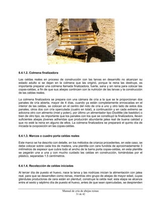 Manual de cría de abejas reinas
31 de 42
6.4.1.2. Colmena finalizadora
Las celdas reales en proceso de construcción con las larvas en desarrollo no alcanzan su
estado adulto si se dejan en la colmena que las originó, porque la reina las destruye, es
importante preparar una colmena llamada finalizadora, fuerte, sana y sin reina para colocar las
copas-celdas, a fin de que sus abejas continúen con la nutrición de las larvas y la construcción
de las celdas reales.
La colmena finalizadora se prepara con una cámara de cría a la que se le proporcionan dos
panales de cría abierta, mayor de 4 días, cuando ya están completamente enroscadas en el
interior de las celdas, se colocan en el centro del nido de cría a uno y otro lado de estos dos
panales, otros dos con cría operculada (cuatro en total), a continuación y en cada extremo se
adiciona otro con alimento (miel y polen), por último un alimentador tipo Doolittle (de bastidor) o
bien de otro tipo, es importante que los panales con los que se constituyó la finalizadora, lleven
suficientes abejas jóvenes adheridas que producirán abundante jalea real de buena calidad y
que no esté la reina en alguno de ellos. La colmena finalizadora se preparará el quinto día de
iniciada la ovoposición en las copas-celdas.
6.4.1.3. Marcos o cuadro porta celdas reales
Este marco se ha descrito con detalle, en los métodos de crianza procedentes, en este caso, se
debe colocar sobre cada tira de madera, una plantilla con cera fundida de aproximadamente 3
milímetros de espesor que cubra todo el ancho de la barra porta copas-celdas, en esta plantilla
se pegarán una a una y con mucho cuidado las celdas en construcción, tomándolas por el
plástico, separadas 1.5 centímetros.
6.4.1.4. Recolección de celdas iniciadas
Al tercer día de puesto el huevo, nace la larva y las nodrizas inician la alimentación con jalea
real, para que se desarrollen como reinas, mientras otro grupo de abejas de mayor edad, cuyas
glándulas productoras de cera están en plenitud, construye la celda real; esta etapa se alcanza
entre el sexto y séptimo día de puesto el huevo, antes de que sean operculadas, se desprenden
 