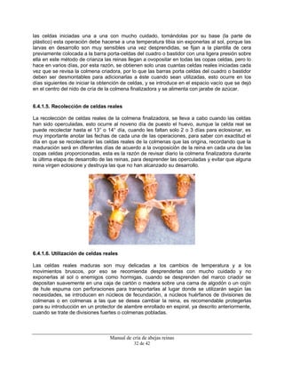Manual de cría de abejas reinas
32 de 42
las celdas iniciadas una a una con mucho cuidado, tomándolas por su base (la parte de
plástico) esta operación debe hacerse a una temperatura tibia sin exponerlas al sol, porque las
larvas en desarrollo son muy sensibles una vez desprendidas, se fijan a la plantilla de cera
previamente colocada a la barra porta-celdas del cuadro o bastidor con una ligera presión sobre
ella en este método de crianza las reinas llegan a ovopositar en todas las copas celdas, pero lo
hace en varios días, por esta razón, se obtienen solo unas cuantas celdas reales iniciadas cada
vez que se revisa la colmena criadora, por lo que las barras porta celdas del cuadro o bastidor
deben ser desmontables para adicionarlas a éste cuando sean utilizadas, esto ocurre en los
días siguientes de iniciar la obtención de celdas, y se introduce en el espacio vacío que se dejó
en el centro del nido de cría de la colmena finalizadora y se alimenta con jarabe de azúcar.
6.4.1.5. Recolección de celdas reales
La recolección de celdas reales de la colmena finalizadora, se lleva a cabo cuando las celdas
han sido operculadas, esto ocurre al noveno día de puesto el huevo, aunque la celda real se
puede recolectar hasta el 13° o 14° día, cuando les faltan solo 2 o 3 días para eclosionar, es
muy importante anotar las fechas de cada una de las operaciones, para saber con exactitud el
día en que se recolectarán las celdas reales de la colmenas que las origina, recordando que la
maduración será en diferentes días de acuerdo a la ovoposición de la reina en cada una de las
copas celdas proporcionadas, esta es la razón de revisar diario la colmena finalizadora durante
la última etapa de desarrollo de las reinas, para desprender las operculadas y evitar que alguna
reina virgen eclosione y destruya las que no han alcanzado su desarrollo.
6.4.1.6. Utilización de celdas reales
Las celdas reales maduras son muy delicadas a los cambios de temperatura y a los
movimientos bruscos, por eso se recomienda desprenderlas con mucho cuidado y no
exponerlas al sol o enemigos como hormigas, cuando se desprenden del marco criador se
depositan suavemente en una caja de cartón o madera sobre una cama de algodón o un cojín
de hule espuma con perforaciones para transportarlas al lugar donde se utilizarán según las
necesidades, se introducen en núcleos de fecundación, a núcleos huérfanos de divisiones de
colmenas o en colmenas a las que se desea cambiar la reina, es recomendable protegerlas
para su introducción en un protector de alambre enrollado en espiral, ya descrito anteriormente,
cuando se trate de divisiones fuertes o colmenas pobladas.
 