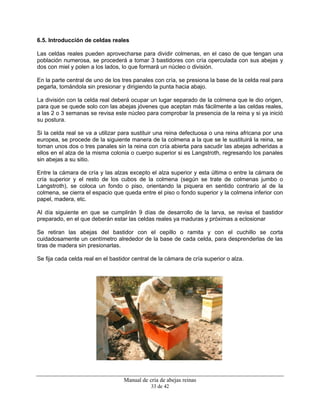 Manual de cría de abejas reinas
33 de 42
6.5. Introducción de celdas reales
Las celdas reales pueden aprovecharse para dividir colmenas, en el caso de que tengan una
población numerosa, se procederá a tomar 3 bastidores con cría operculada con sus abejas y
dos con miel y polen a los lados, lo que formará un núcleo o división.
En la parte central de uno de los tres panales con cría, se presiona la base de la celda real para
pegarla, tomándola sin presionar y dirigiendo la punta hacia abajo.
La división con la celda real deberá ocupar un lugar separado de la colmena que le dio origen,
para que se quede solo con las abejas jóvenes que aceptan más fácilmente a las celdas reales,
a las 2 o 3 semanas se revisa este núcleo para comprobar la presencia de la reina y si ya inició
su postura.
Si la celda real se va a utilizar para sustituir una reina defectuosa o una reina africana por una
europea, se procede de la siguiente manera de la colmena a la que se le sustituirá la reina, se
toman unos dos o tres panales sin la reina con cría abierta para sacudir las abejas adheridas a
ellos en el alza de la misma colonia o cuerpo superior si es Langstroth, regresando los panales
sin abejas a su sitio.
Entre la cámara de cría y las alzas excepto el alza superior y esta última o entre la cámara de
cría superior y el resto de los cubos de la colmena (según se trate de colmenas jumbo o
Langstroth), se coloca un fondo o piso, orientando la piquera en sentido contrario al de la
colmena, se cierra el espacio que queda entre el piso o fondo superior y la colmena inferior con
papel, madera, etc.
Al día siguiente en que se cumplirán 9 días de desarrollo de la larva, se revisa el bastidor
preparado, en el que deberán estar las celdas reales ya maduras y próximas a eclosionar
Se retiran las abejas del bastidor con el cepillo o ramita y con el cuchillo se corta
cuidadosamente un centímetro alrededor de la base de cada celda, para desprenderlas de las
tiras de madera sin presionarlas.
Se fija cada celda real en el bastidor central de la cámara de cría superior o alza.
 