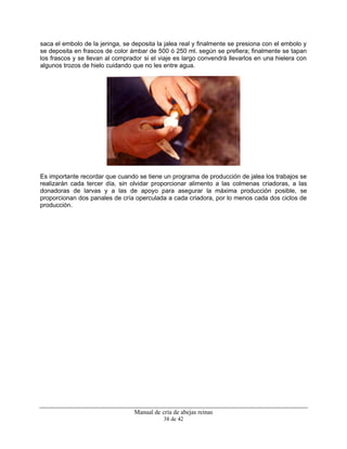 Manual de cría de abejas reinas
38 de 42
saca el embolo de la jeringa, se deposita la jalea real y finalmente se presiona con el embolo y
se deposita en frascos de color ámbar de 500 ó 250 ml. según se prefiera; finalmente se tapan
los frascos y se llevan al comprador si el viaje es largo convendrá llevarlos en una hielera con
algunos trozos de hielo cuidando que no les entre agua.
Es importante recordar que cuando se tiene un programa de producción de jalea los trabajos se
realizarán cada tercer día, sin olvidar proporcionar alimento a las colmenas criadoras, a las
donadoras de larvas y a las de apoyo para asegurar la máxima producción posible, se
proporcionan dos panales de cría operculada a cada criadora, por lo menos cada dos ciclos de
producción.
 