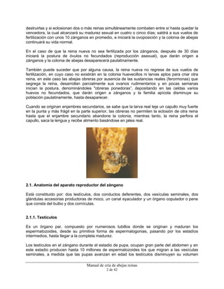 Manual de cría de abejas reinas
2 de 42
destruirlas y si eclosionan dos o más reinas simultáneamente combaten entre sí hasta quedar la
vencedora, la cual alcanzará su madurez sexual en cuatro o cinco días; saldrá a sus vuelos de
fertilización con unos 10 zánganos en promedio, e iniciará la ovoposición y la colonia de abejas
continuará su vida normal.
En el caso de que la reina nueva no sea fertilizada por los zánganos, después de 30 días
iniciará la postura de óvulos no fecundados (reproducción asexual), que darán origen a
zánganos y la colonia de abejas desaparecerá paulatinamente.
También puede suceder que por alguna causa, la reina nueva no regrese de sus vuelos de
fertilización, en cuyo caso no existirán en la colonia huevecillos ni larvas aptos para criar otra
reina, en este caso las abejas obreras por ausencia de las sustancias reales (ferormonas) que
segrega la reina, desarrollan parcialmente sus ovarios rudimentarios y en pocas semanas
inician la postura, denominándoles "obreras ponedoras”, depositando en las celdas varios
huevos no fecundados, que darán origen a zánganos y la familia apícola disminuye su
población paulatinamente, hasta desaparecer.
Cuando se originan enjambres secundarios, se sabe que la larva real teje un capullo muy fuerte
en la punta y más frágil en la parte superior, las obreras no permiten la eclosión de otra reina
hasta que el enjambre secundario abandone la colonia, mientras tanto, la reina perfora el
capullo, saca la lengua y recibe alimento basándose en jalea real.
2.1. Anatomía del aparato reproductor del zángano
Está constituido por: dos testículos, dos conductos deferentes, dos vesículas seminales, dos
glándulas accesorias productoras de moco, un canal eyaculador y un órgano copulador o pene
que consta del bulbo y dos cornículas.
2.1.1. Testículos
Es un órgano par, compuesto por numerosos tubillos donde se originan y maduran los
espermatozoides, desde su primitiva forma de espermatogonias, pasando por los estadíos
intermedios, hasta llegar a la completa madurez.
Los testículos en el zángano durante el estadio de pupa, ocupan gran parte del abdomen y en
este estadio producen hasta 10 millones de espermatozoides los que migran a las vesículas
seminales, a medida que las pupas avanzan en edad los testículos disminuyen su volumen
 