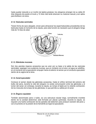 Manual de cría de abejas reinas
3 de 42
hasta quedar reducido a un muñón de tejidos grisáceo; los zánganos emergen de su celda 24
días después de puesto el óvulo y 12 días más tarde alcanzan su madurez sexual y son aptos
para fertilizar a la reina.
2.1.2. Vesículas seminales
Tienen forma de saco alargado, sirven para almacenar los espermatozoides procedentes de los
testículos hasta el momento de la cópula, para esta función es necesario que el zángano tenga
más de 12 días de edad.
2.1.3. Glándulas mucosas
Son dos grandes órganos accesorios que se unen por su base a la salida de las vesículas
seminales, segregan una sustancia mucosa, que en contacto con el aire o el agua se solidifica,
en el momento de la eyaculación empujan hacia el exterior al semen por el conducto eyaculador
dentro de la vagina de la reina.
2.1.4. Canal eyaculador
Conduce el semen desde las glándulas accesorias, hasta el orificio terminal del extremo del
bulbo del pene, durante la vida del zángano no existe comunicación entre las glándulas y el
lumen del canal, sin embargo, durante la cópula, se rompe el tejido por la violenta contracción
de los músculos de la base de las glándulas, lo que permite su salida por el canal.
2.1.5. Órgano copulador
También denominado pene o bulbo, es una estructura tubular larga, normalmente invertida
dentro de la cavidad abdominal, está formada por placas quitinosas. Durante la cópula, se
requiere una fuerte contracción de las paredes del abdomen para producir eversión del pene y
con el aumento en la presión de la hemolinfa se logra la eyaculación.
 