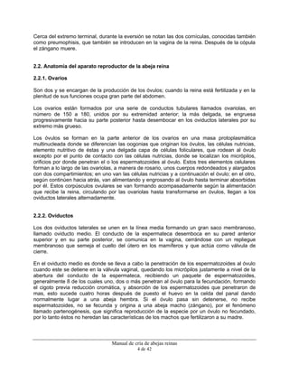 Manual de cría de abejas reinas
4 de 42
Cerca del extremo terminal, durante la eversión se notan las dos cornículas, conocidas también
como preumophisis, que también se introducen en la vagina de la reina. Después de la cópula
el zángano muere.
2.2. Anatomía del aparato reproductor de la abeja reina
2.2.1. Ovarios
Son dos y se encargan de la producción de los óvulos; cuando la reina está fertilizada y en la
plenitud de sus funciones ocupa gran parte del abdomen.
Los ovarios están formados por una serie de conductos tubulares llamados ovariolas, en
número de 150 a 180, unidos por su extremidad anterior; la más delgada, se engruesa
progresivamente hacia su parte posterior hasta desembocar en los oviductos laterales por su
extremo más grueso.
Los óvulos se forman en la parte anterior de los ovarios en una masa protoplasmática
multinucleada donde se diferencian las oogonias que originan los óvulos, las células nutricias,
elemento nutritivo de éstas y una delgada capa de células foliculares, que rodean al óvulo
excepto por el punto de contacto con las células nutricias, donde se localizan los micrópilos,
orificios por donde penetran el o los espermatozoides al óvulo. Estos tres elementos celulares
forman a lo largo de las ovariolas, a manera de rosario, unos cuerpos redondeados y alargados
con dos compartimientos; en uno van las células nutricias y a continuación el óvulo; en el otro,
según continúen hacia atrás, van alimentando y engrosando al óvulo hasta terminar absorbidas
por él. Estos corpúsculos ovulares se van formando acompasadamente según la alimentación
que recibe la reina, circulando por las ovariolas hasta transformarse en óvulos, llegan a los
oviductos laterales alternadamente.
2.2.2. Oviductos
Los dos oviductos laterales se unen en la línea media formando un gran saco membranoso,
llamado oviducto medio. El conducto de la espermateca desemboca en su pared anterior
superior y en su parte posterior, se comunica en la vagina, cerrándose con un repliegue
membranoso que semeja el cuello del útero en los mamíferos y que actúa como válvula de
cierre.
En el oviducto medio es donde se lleva a cabo la penetración de los espermatozoides al óvulo
cuando este se detiene en la válvula vaginal, quedando los micrópilos justamente a nivel de la
abertura del conducto de la espermateca, recibiendo un paquete de espermatozoides,
generalmente 8 de los cuales uno, dos o más penetran al óvulo para la fecundación, formando
el cigoto previa reducción cromática, y absorción de los espermatozoides que penetraron de
mas, esto sucede cuatro horas después de puesto el huevo en la celda del panal dando
normalmente lugar a una abeja hembra. Si el óvulo pasa sin detenerse, no recibe
espermatozoides, no se fecunda y origina a una abeja macho (zángano), por el fenómeno
llamado partenogénesis, que significa reproducción de la especie por un óvulo no fecundado,
por lo tanto éstos no heredan las características de los machos que fertilizaron a su madre.
 