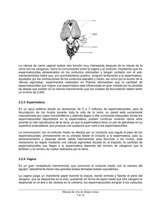 Manual de cría de abejas reinas
5 de 42
La válvula de cierre vaginal realiza otra función muy interesante después de la cópula de la
reina con los zánganos; cierra la comunicación entre la vagina y el oviducto, impidiendo que los
espermatozoides almacenados en los oviductos retrocedan y tengan contacto con el aire,
manteniéndolos hasta que, por quimiotactismo positivo, emigran lentamente a la espermateca,
ayudados por las contracciones de los oviductos laterales y medio, así como por la acción de la
válvula sigmoidea, experimentos realizados en Polonia demuestran que la cantidad de
espermatozoides que migran a la espermateca esta influenciada en gran medida por la cantidad
de abejas que existan en la colonia mencionando que los núcleos de fecundación deben tener
un mínimo de 2,500.
2.2.3. Espermateca
Es un saco esférico donde se almacenan de 5 a 7 millones de espermatozoides, para la
fecundación de los óvulos durante toda la vida de la reina, su pared está sumamente
vascularizada por vasos hemolinfáticos y además llegan a ella numerosas traqueolas donde los
espermatozoides depositados en la espermateca, pueden continuar viviendo varios años
durante la vida reproductiva de la reina, ya que la espermateca tiene un par de glándulas en su
superficie anterolateral, que produce una sustancia que nutre a los espermatozoides.
La comunicación con el oviducto medio se efectúa por un conducto que regula el paso de los
espermatozoides, primeramente en su entrada desde el oviducto a la espermateca, para su
almacenamiento y después dando salida internamente para fecundar a los óvulos; este
mecanismo se regula mediante una válvula sigmoidea situada en el trayecto, la cantidad de
espermatozoides que llegan a la espermateca depende del número de zánganos que la
fertilicen y el número de vuelos realizados por la reina.
2.2.4. Vagina
Es un gran receptáculo membranoso que comunica el oviducto medio con la cámara del
aguijón; lateralmente tienen dos grandes bolsas llamadas bolsas copulatrices.
La vagina juega un importante papel durante la cópula, dando entrada y fijando el pene del
zángano, que se desprende en el acto, quedando en forma de tapón hasta que otro zángano lo
desprende en el aire o las obreras en la colmena, los espermatozoides emigran a los oviductos
 