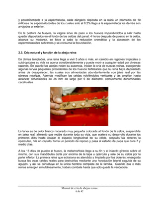 Manual de cría de abejas reinas
6 de 42
y posteriormente a la espermateca, cada zángano deposita en la reina un promedio de 10
millones de espermatozoides de los cuales solo el 6.2% llega a la espermateca los demás son
arrojados al exterior.
En la postura de huevos, la vagina sirve de paso a los huevos impulsándolos a salir hasta
quedar depositados en el fondo de las celdas del panal, 4 horas después de puesto en la celda,
alcanza su madurez, se lleva a cabo la reducción cromática y la absorción de los
espermatozoides sobrantes y se consuma la fecundación.
2.3. Cría natural y función de la abeja reina
En climas templados, una reina llega a vivir 5 años o más, en cambio en regiones tropicales o
subtropicales su vida se acorta considerablemente y puede morir a cualquier edad por diversas
razones. En cuanto las abejas notan su ausencia, inician la cría de nuevas reinas, escogiendo
algunas larvas pequeñas procedentes de los huevos fertilizados que la reina haya depositado
antes de desaparecer, las cuales son alimentadas abundantemente con jalea real por las
obreras nodrizas. Además modifican las celdas volviéndolas verticales y las amplían hasta
alcanzar dimensiones de 25 mm de largo por 9 de diámetro, comúnmente denominadas
cacahuates
La larva es de color blanco nacarado muy pequeña colocada al fondo de la celda, suspendida
en jalea real, alimento que recibe durante toda su vida, que acelera su desarrollo durante los
primeros días hasta ocupar el espacio longitudinal de su celda, después las obreras la
operculan, hila un capullo, toma un periodo de reposo y pasa al estadio de pupa que dura 7 y
medio días.
A los 16 días de puesto el huevo, la metamorfosis llega a su fin y el insecto girando sobre el
mismo, con sus mandíbulas corta por encima de la tapa u opérculo y sale de su celda por la
parte inferior. La primera reina que eclosiona es atendida y limpiada por las obreras; enseguida
busca las otras celdas reales para destruirlas mediante una horadación lateral seguida de su
aguijón, y así se constituye en la única hembra completa de la familia. Cuando dos o más
reinas emergen simultáneamente, traban combate hasta que solo queda la vencedora.
 