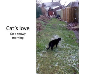 Cat’s love
On a snowy
morning
 
