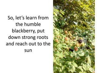 So, let’s learn from
the humble
blackberry, put
down strong roots
and reach out to the
sun
 