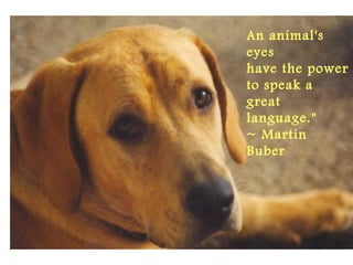 An animal's
eyes
have the power
to speak a
great
language." 
~ Martin
Buber
 