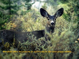 Mansfield offers the students an opportunity to see some unique wildlife … …
 