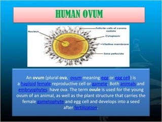 Manshi 8th a science reproduction in animals | PPTX